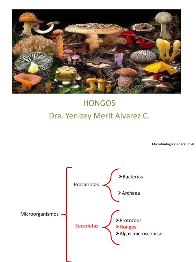 Hongos_completo.pdf | Espora | Hongo