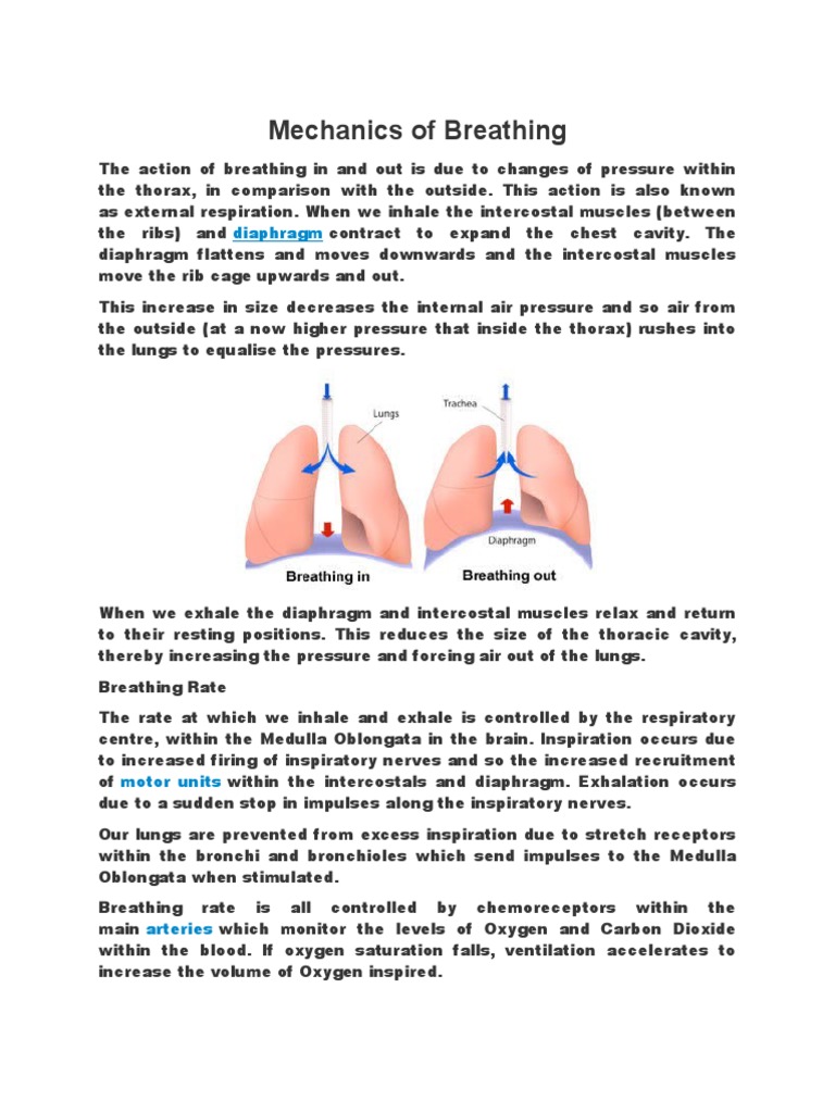 Mechanics of Breathing Cellular Respiration Breathing