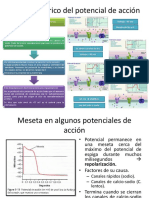 Potencial de Acción