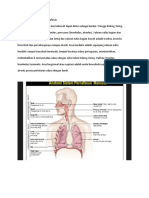 Saluran Pernafasan dan Fisiologinya