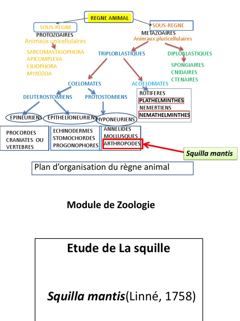Schéma Général Du Plan D organisation Interne Des Vertébrés TP Squille | PDF | Crustacé | Protostomia