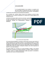 Descubrimiento y Estructura de La Proteína SNARE