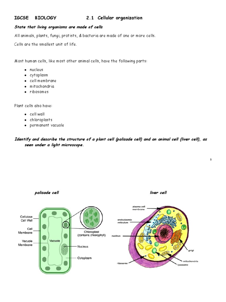 Notes 2.1 Cell Structure | Vacuole | Cell (Biology)