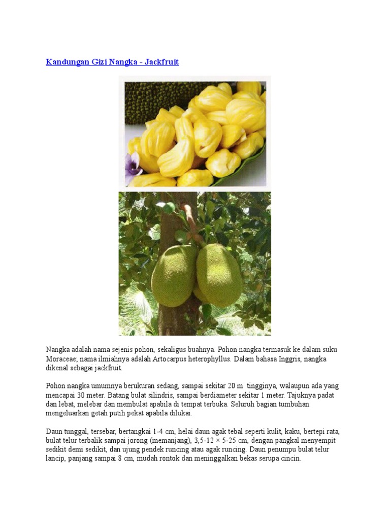 25 Mewarnai Gambar Daun Nangka Terlengkap Kumpulan Gambar