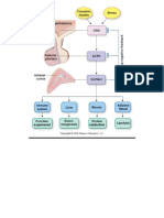 Simple Adrenal Synthesis Pathway