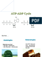 1 - ATP-ADP - Cycle
