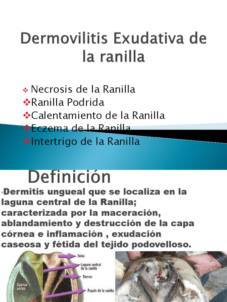 Lesiones de Ranilla en Caballos | PDF | Hogar, jardinería y bricolaje