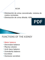 Fisiorenal II