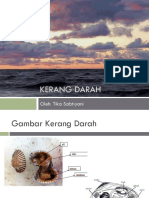 KERANG DARAH