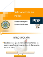 Salmonelosis en Pollos