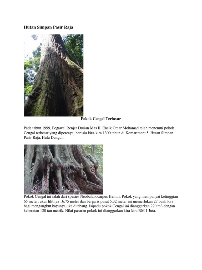Hutan Simpan Pasir Raja | PDF