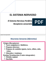 Clase 2 SN Periferico Receptores