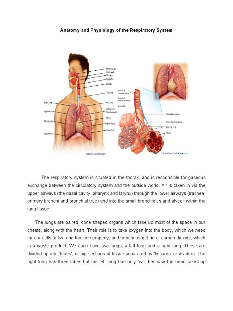 Anatomy and Physiology of the Lungs | PDF | Respiratory Tract | Lung