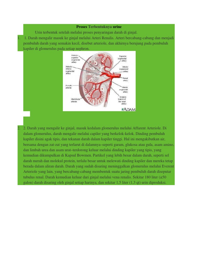Urine Sesungguhnya Terbentuk Setelah Melalui Proses - Seputar Bentuk