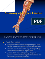 Upper Limb Anatomy