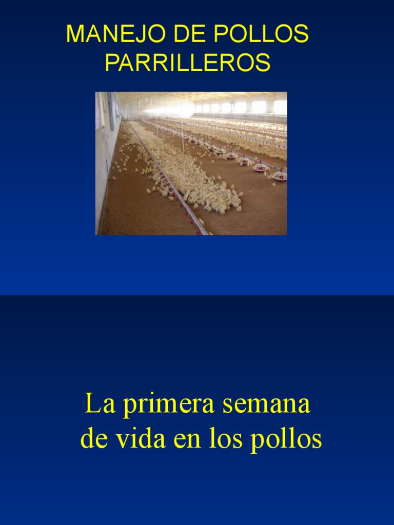 Manejo de Pollos Parrilleros | PDF | Caldera | Horno