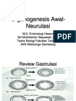 Organogenesis Awal Neurulasi