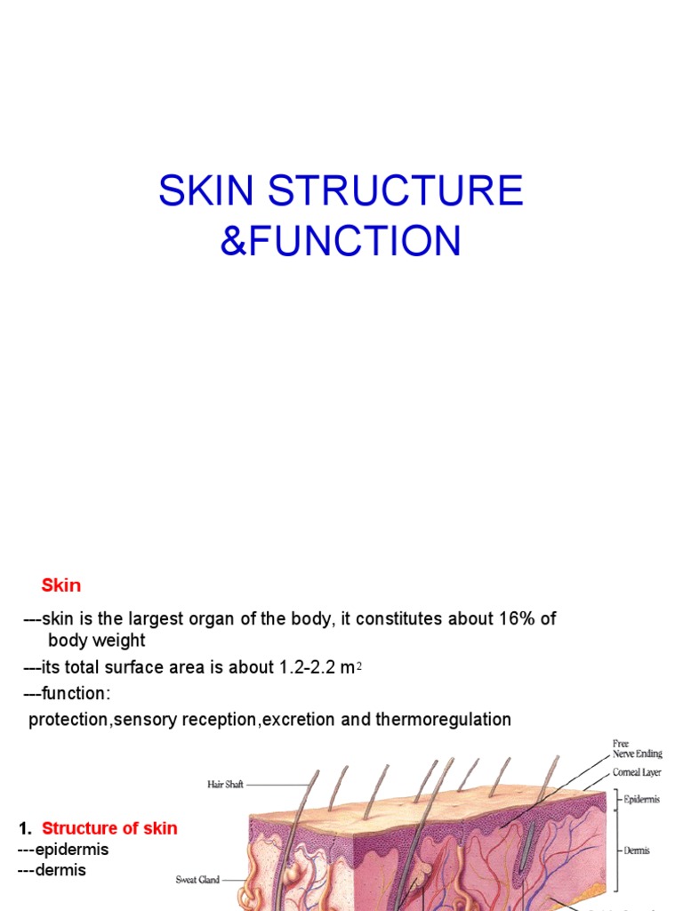 Skin Structure &function (Clear) | PDF | Epithelium | Skin