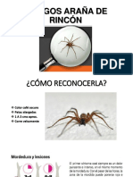 Araña de Rincón