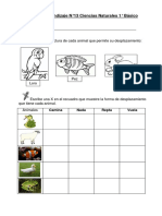 Guía aprendizaje N°13 Ciencias Naturales 1° Básico