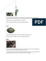 Enfermedades de Plantas