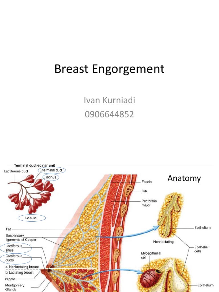 Breast Engorgement Health Sciences Immunology