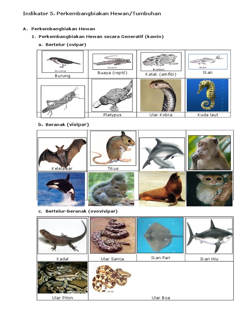 940 Gambar Hewan Yang Berkembangbiak Secara Generatif Gratis