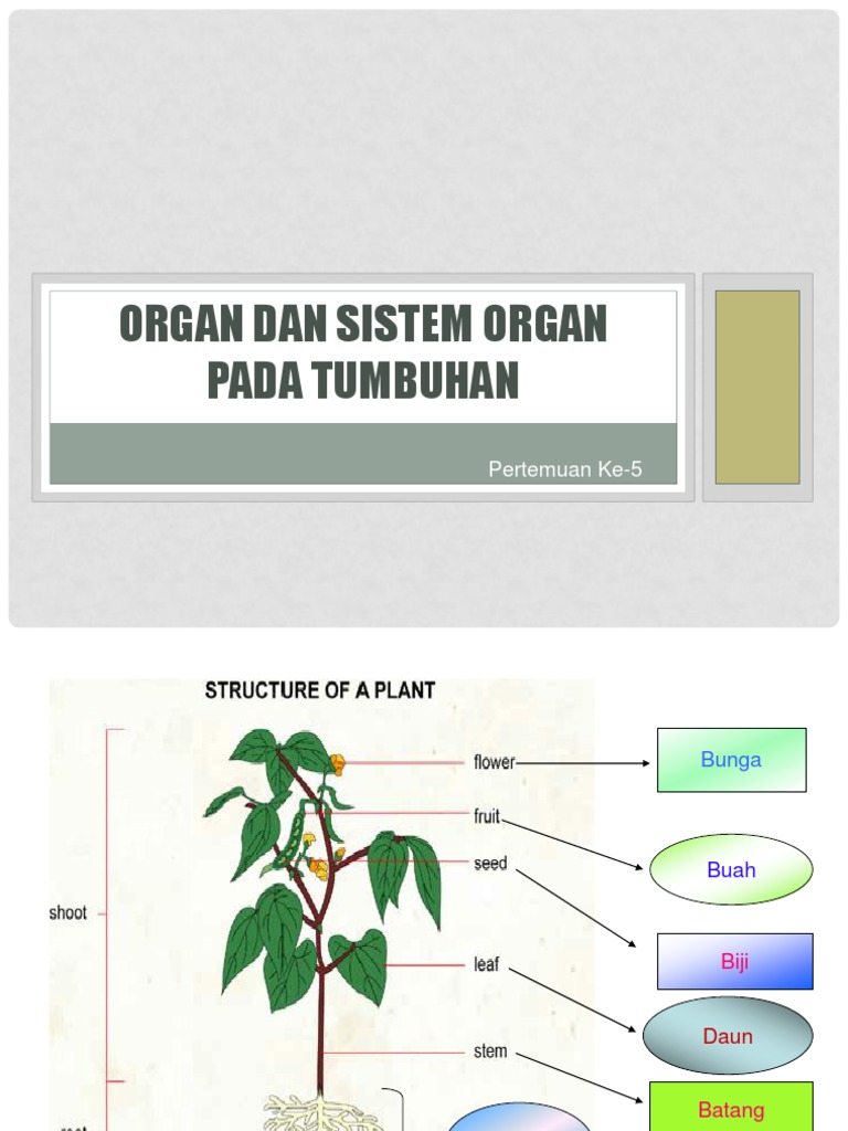  Organ  Dan Sistem Organ Pada Tumbuhan  Part 5