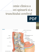 Anatomie Clinica a Maduvei Spinarii Si a Trunchiului