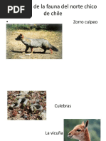Flora y fauna del norte chico de Chile | PDF | Hogar, jardinería y ...