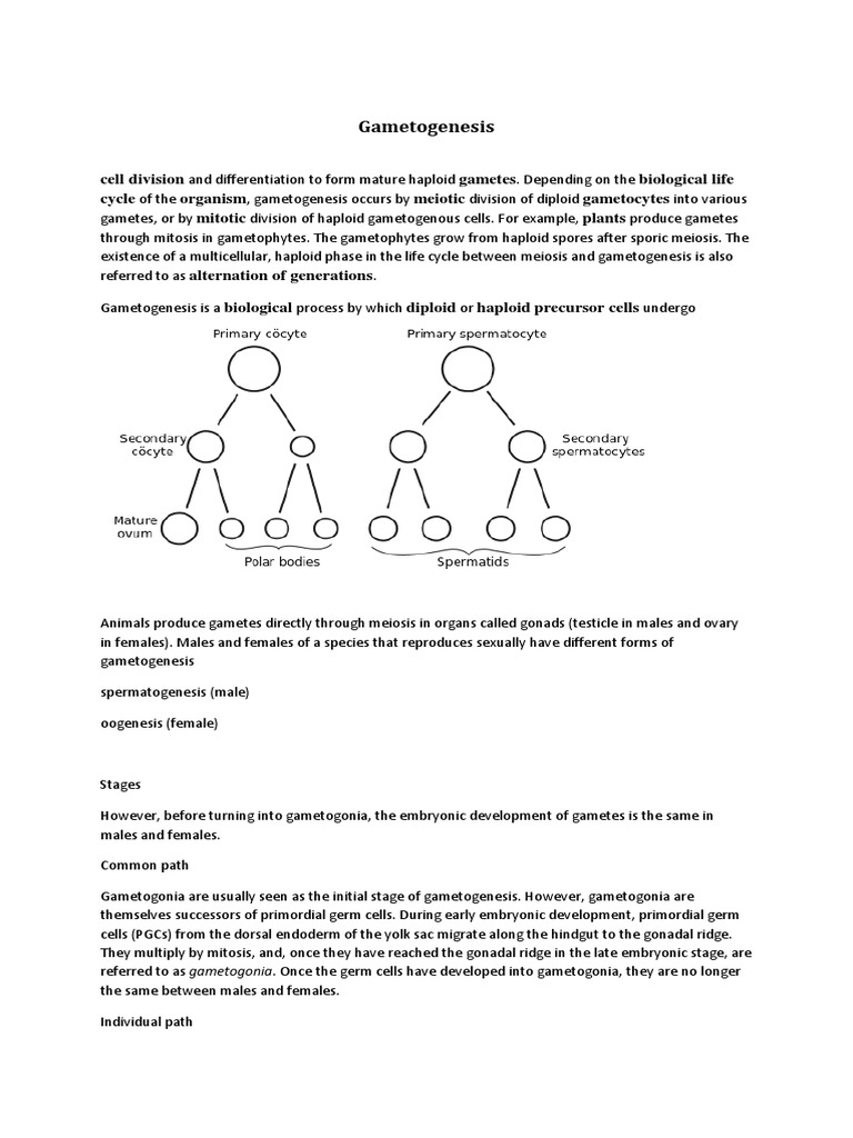 Gametogenesis: Cell Division Gametes Biological Life Cycle Organism ... Biology Diagrams