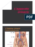 apparato urinario.pdf