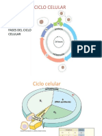 El Ciclo Celular