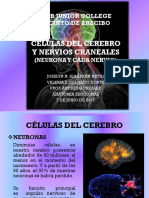 Anatomia Seccional Pres PD