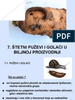 7 Puzevi