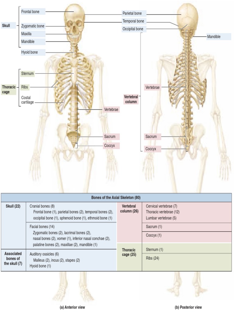 Axial Skeleton Summary | Skeleton | Skeletal System