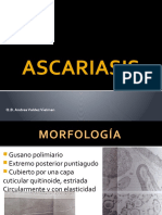  Ascaris Lumbricoides