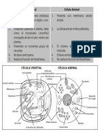 CELULA VEGETAL Y CELULA ANIMAL.docx