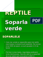 Reptile