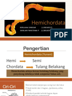 Hemichordata