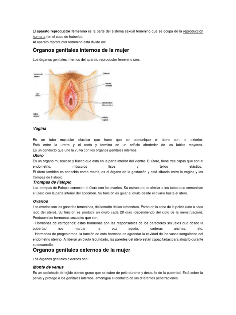 aparato reproductor femenino Útero Vagina Prueba