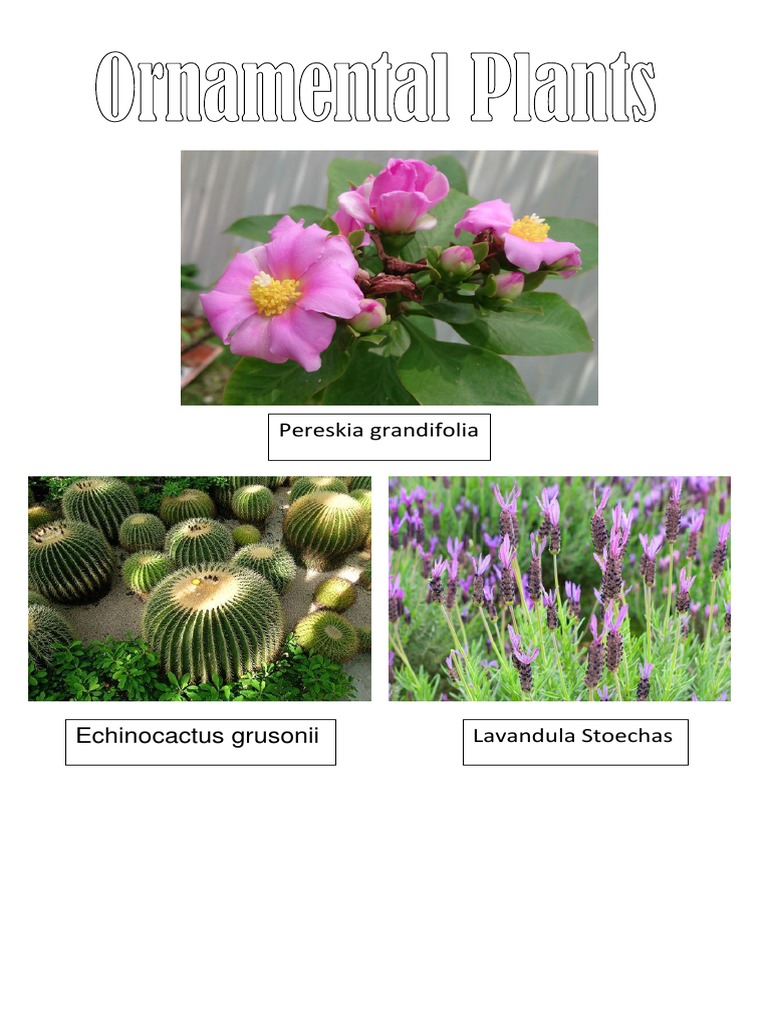 Ornamental Plants PDF