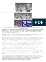 Cientistas Encontram Mais Antigo Ancestral Humano Na Etiópia