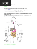 Download Sistem Pencernaan Pada Manusia Dan Hewan Ruminansia by impulstek SN35150820 doc pdf