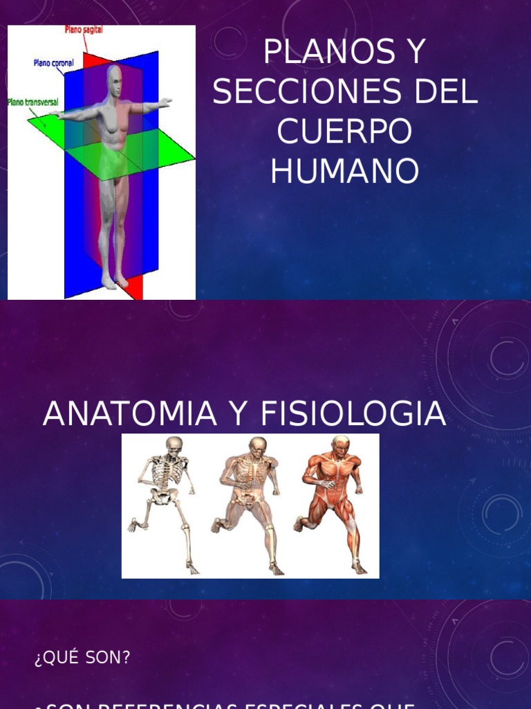 Planos y Secciones Del Cuerpo Humano 1 | PDF
