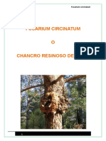 Fusarium Circinatum