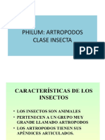 Clase Insecta