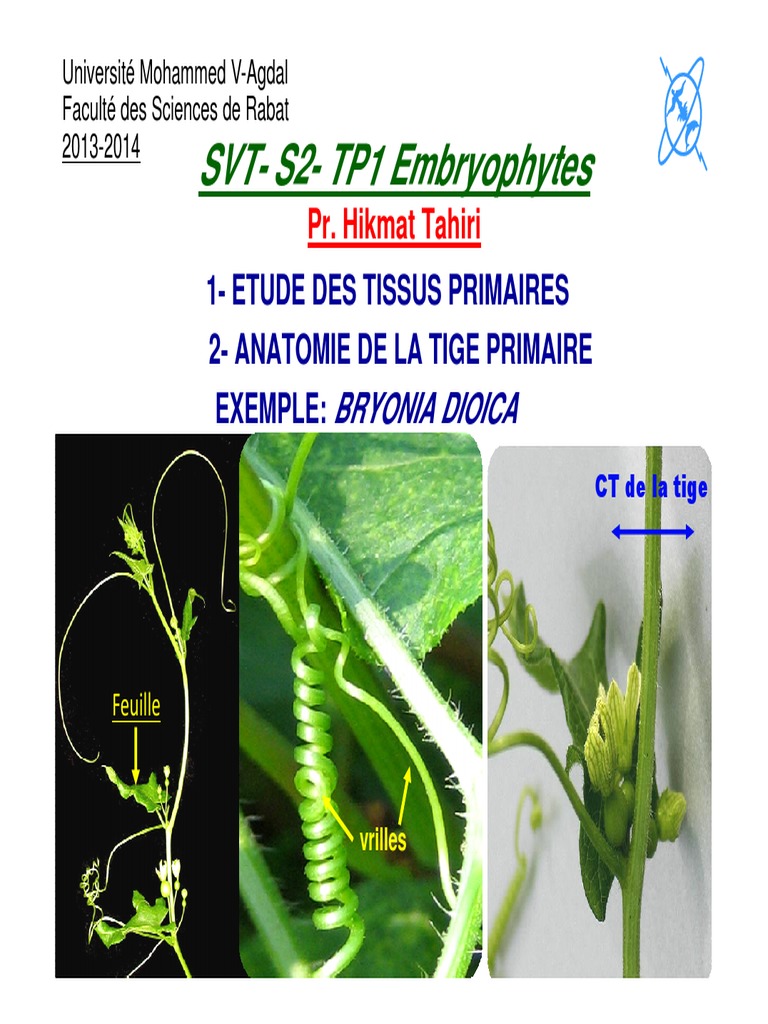 Anatomie des embryophytes : étude des tissus | PDF | Tige (Plante ...
