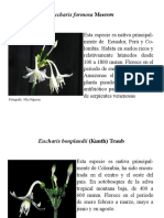 Amaryllidaceas PDF