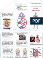 Triptico Sistema Circulatorio